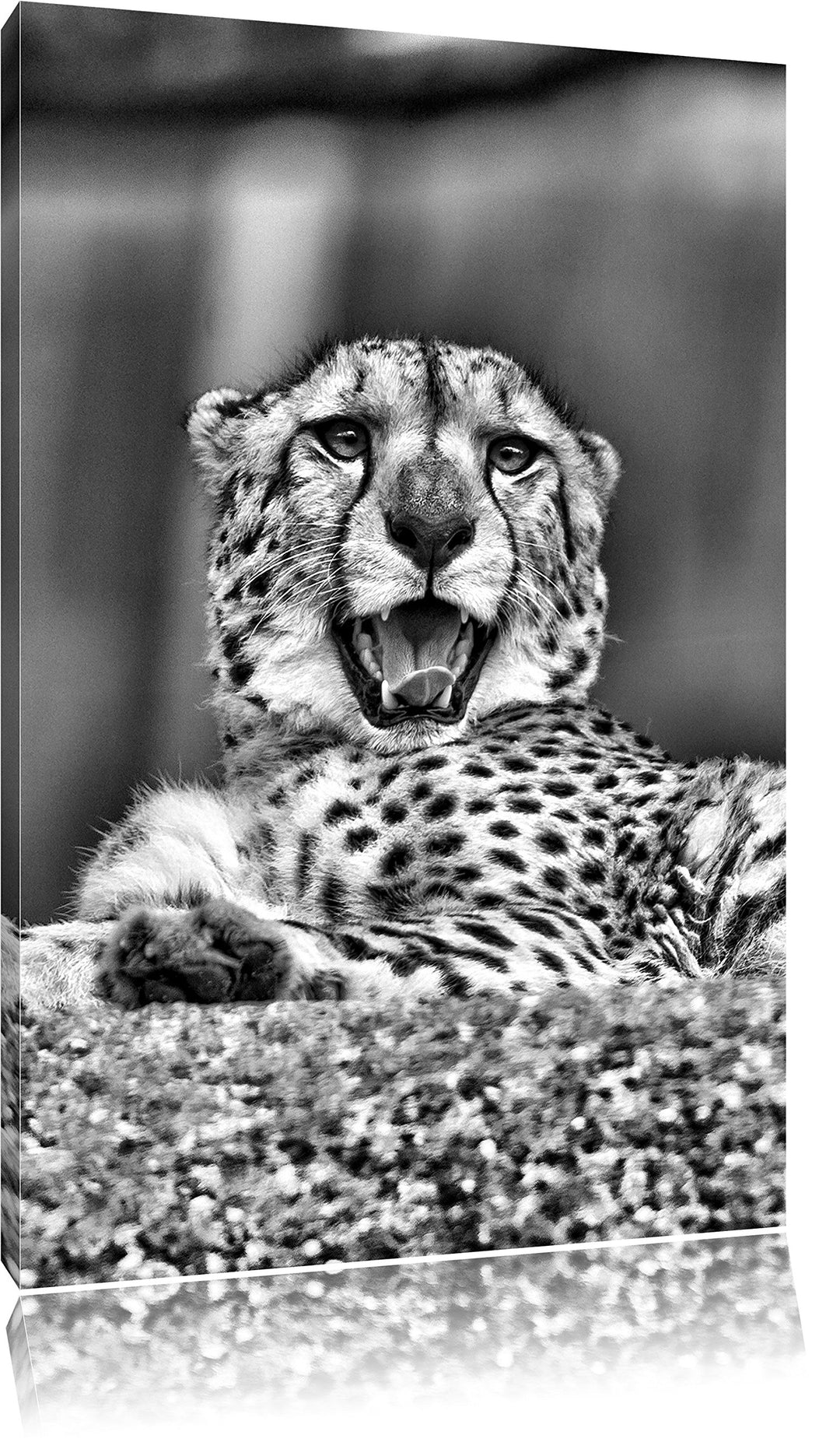 Pixxprint gähnender Gepard/Format: 100x70cm / Leinwandbild fertig bespannt Wandbild Kunstdruck, 100x