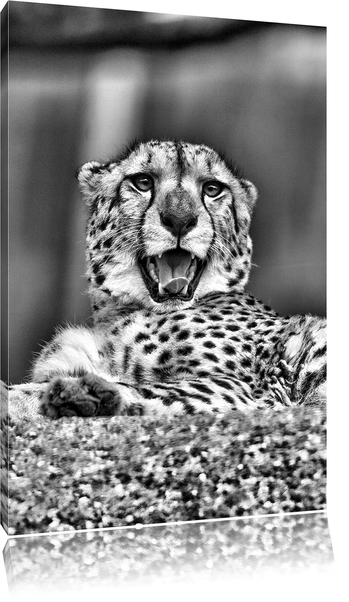 Pixxprint gähnender Gepard/Format: 100x70cm / Leinwandbild fertig bespannt Wandbild Kunstdruck, 100x