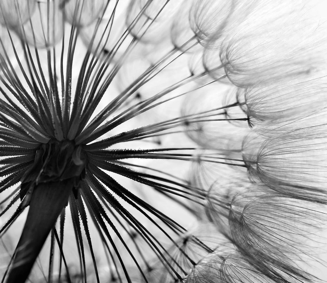 Schöne Pusteblume Herdabdeckplatte & Spritzschutz aus Echtglas | Für Herd-Kochfelder | 60x52 cm