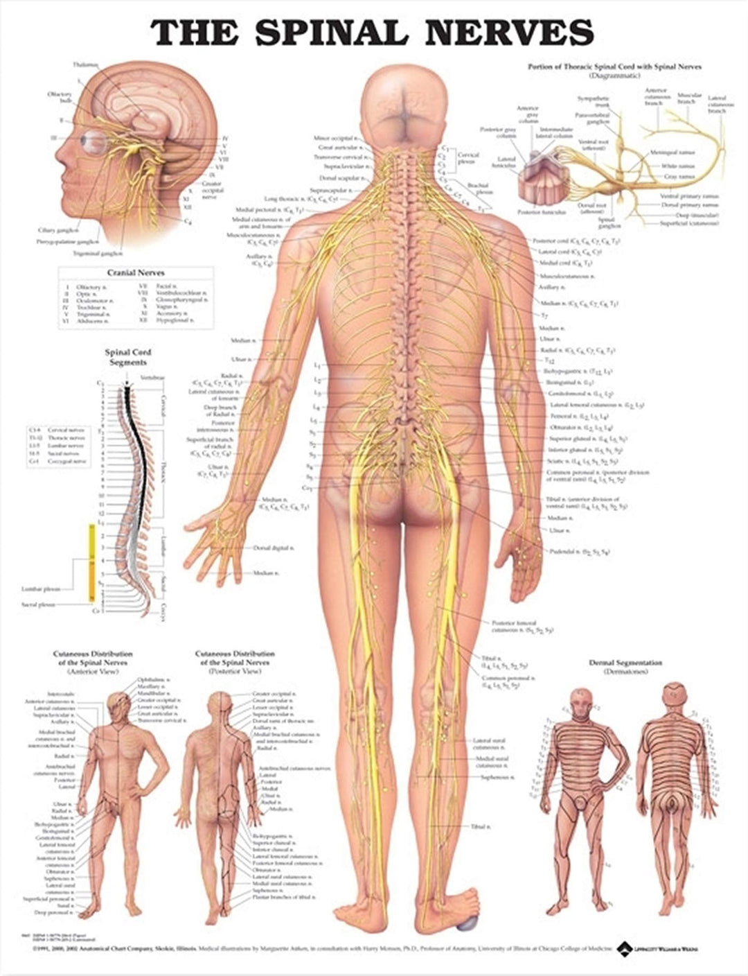 The Spinal Nerves Anatomical