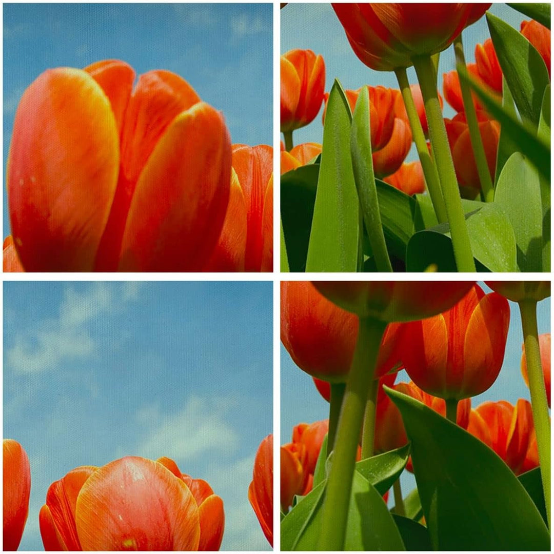 Wandbilder Dekoration Wohnzimmer Tulpe Blume blauer Himmel Panorama Bilder auf Leinwand 120x50cm Lei