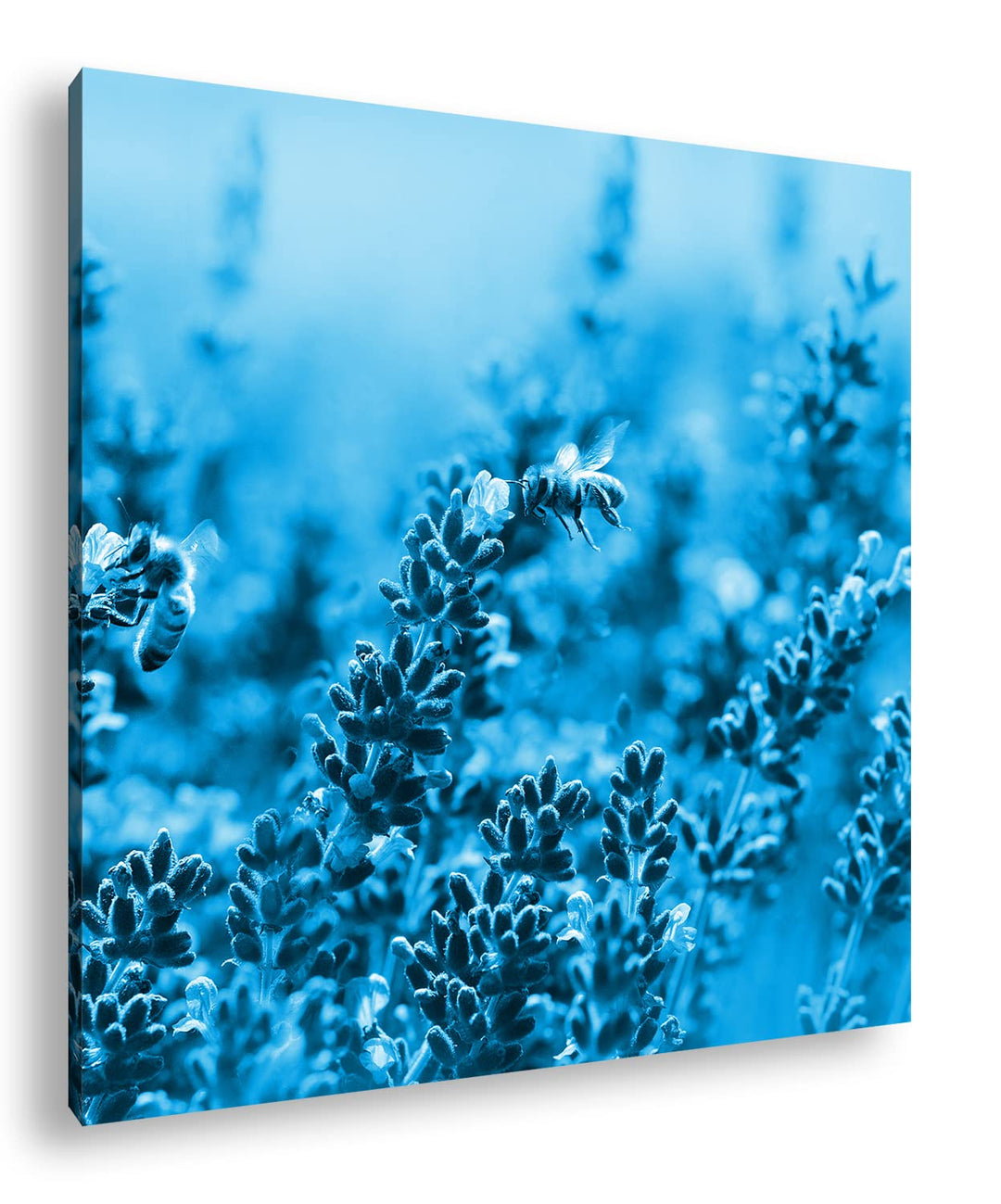 deyoli Bienen im blühenden Lavendel Format: 70x70 Effekt: Monocrome Blau als Leinwandbild, Motiv fer