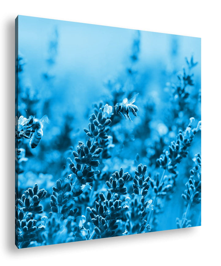 deyoli Bienen im blühenden Lavendel Format: 70x70 Effekt: Monocrome Blau als Leinwandbild, Motiv fer