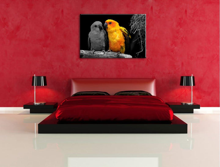 Dark zwei hübsche Sonnensittiche schwarz/weiss auf Leinwand, XXL riesige Bilder fertig gerahmt mit K