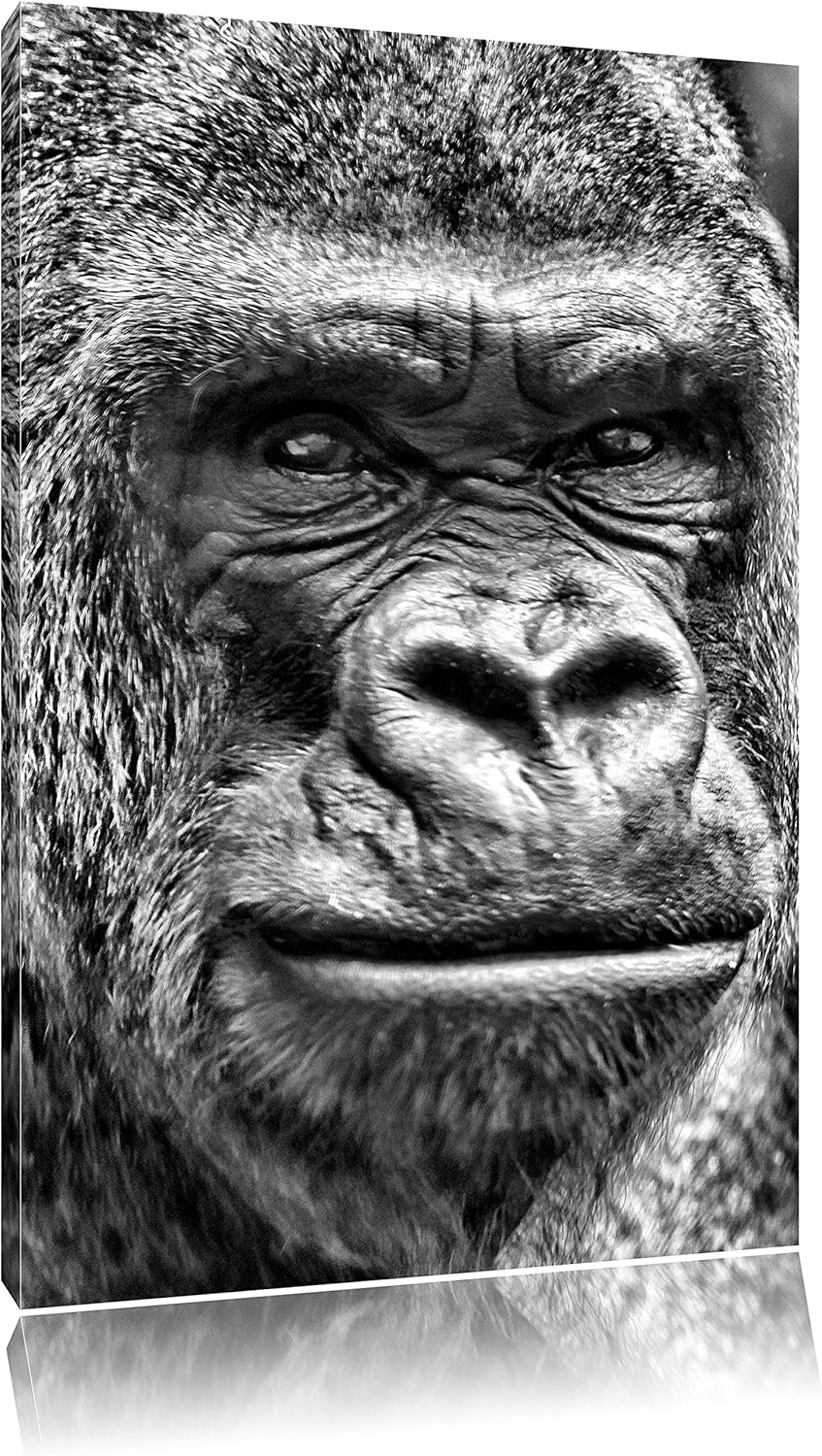 Pixxprint stolzer Gorilla als Leinwandbild/Grösse: 100x70 cm/Wandbild/Kunstdruck/fertig bespannt, 10