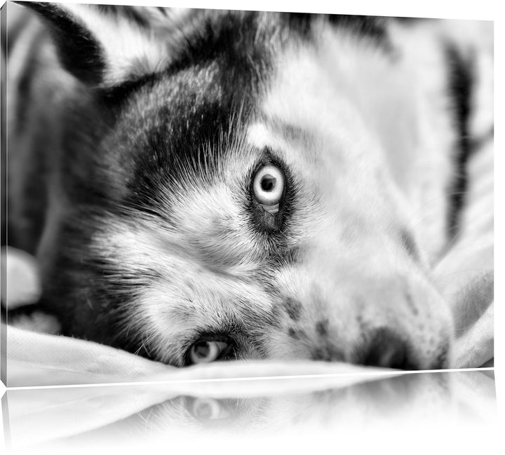 Pixxprint Husky mit Eisblauen Augen im Bett / 100x70cm Leinwandbild bespannt auf Holzrahmen/Wandbild