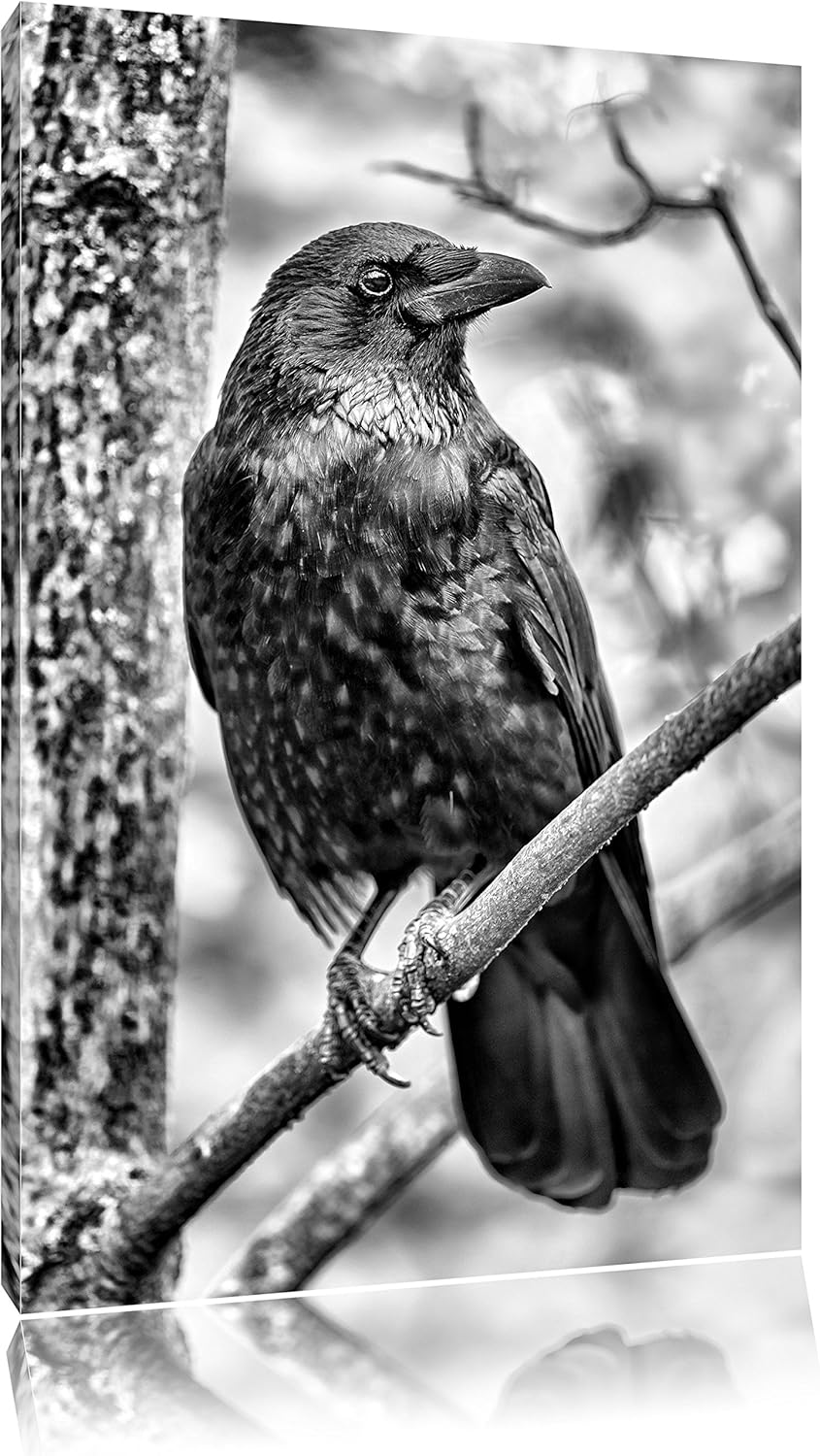 Pixxprint schwarzer Rabe auf AST / 100x70cm Leinwandbild bespannt auf Holzrahmen/Wandbild Kunstdruck