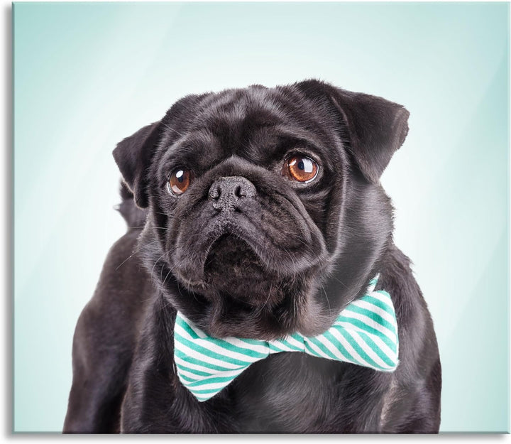 Lustiger Mops mit Fliege Herdabdeckplatte & Spritzschutz aus Echtglas | Für Herd-Kochfelder | 60x52