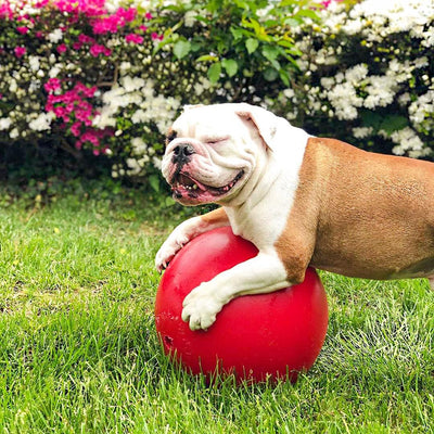 Jolly Pets JOLL070F Hundespielzeug Ball Push-n-Play, 25 cm, rot 10 Inches/Large Red, 10 Inches/Large