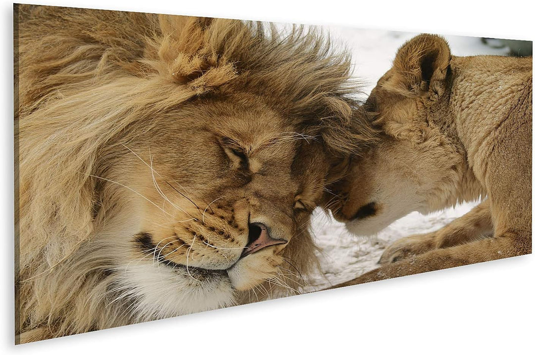 islandburner Bild auf Leinwand Löwe Und Löwenhaftigkeit Bilder Wandbilder Poster Leinwand 120x40cm -