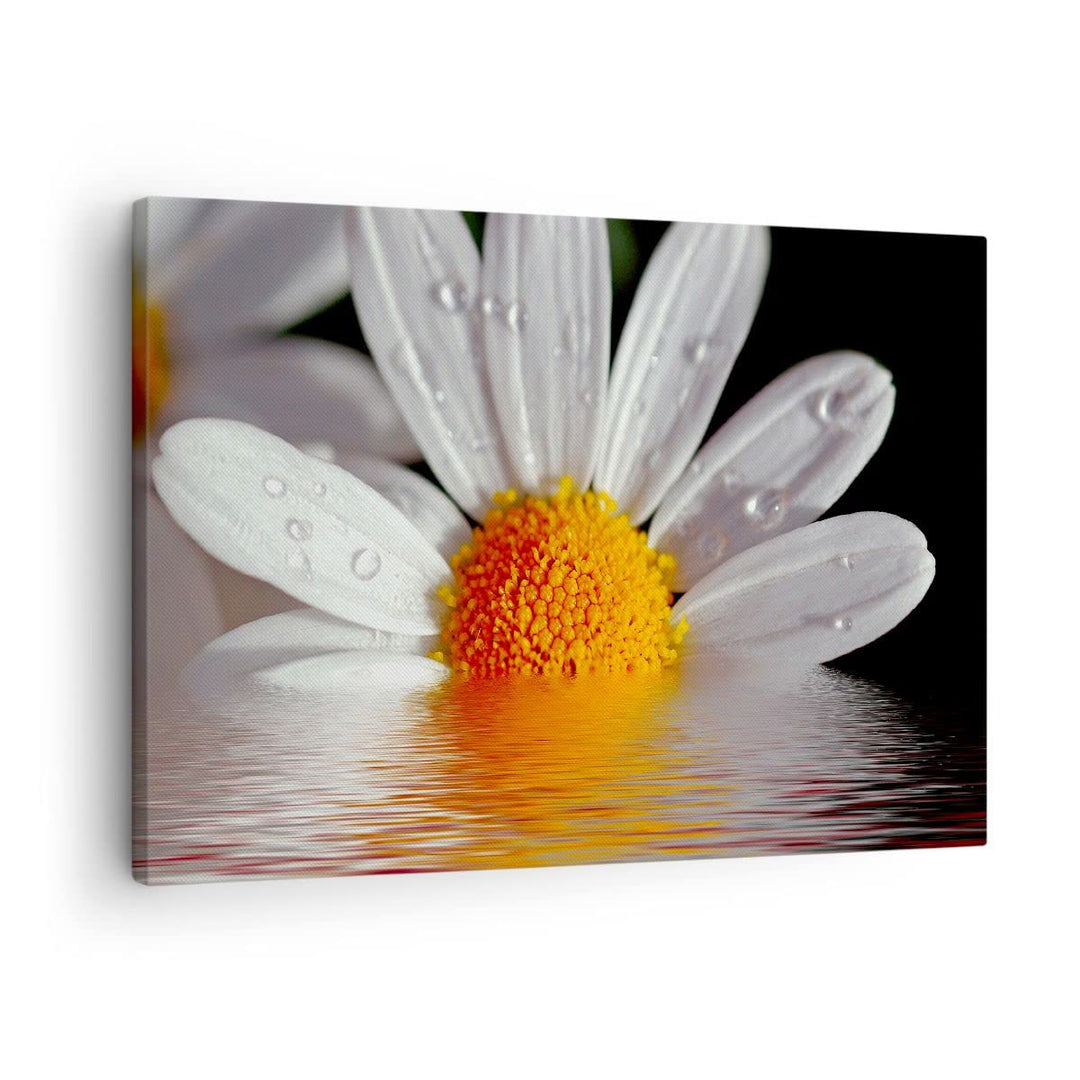 Bilder auf Leinwand Kraut Kamille Blume Wasser Leinwandbild 70x50cm Wandbilder Dekoration Wohnzimmer