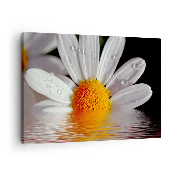 Bilder auf Leinwand Kraut Kamille Blume Wasser Leinwandbild 70x50cm Wandbilder Dekoration Wohnzimmer