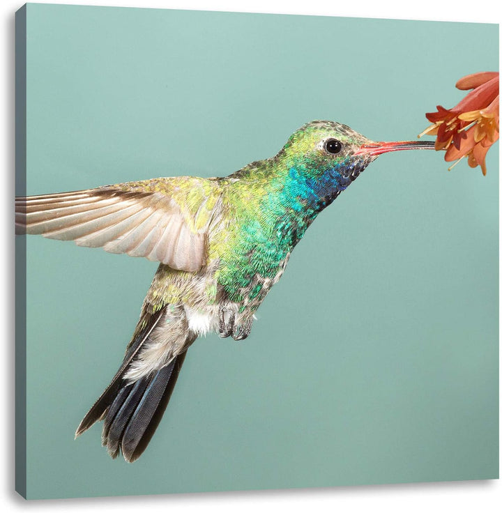 Pixxprint Bunter Kolibri, Format: 70x70 auf Leinwand, XXL riesige Bilder fertig gerahmt mit Keilrahm