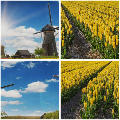 Bilder auf Leinwand 100x70cm Leinwandbild Tulpen Windmühle Wiese Landschaft Gross Wanddeko Bild Schl