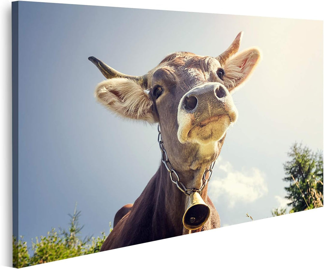 islandburner Bild auf Leinwand Porträt Einer Kuh Mit Einer Glocke Bilder Wandbilder Poster Leinwand