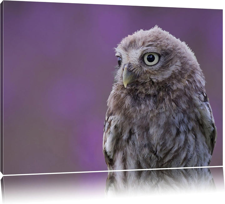 Pixxprint schöne Junge Eule auf Leinwand, XXL riesige Bilder fertig gerahmt mit Keilrahmen, Kunstdru