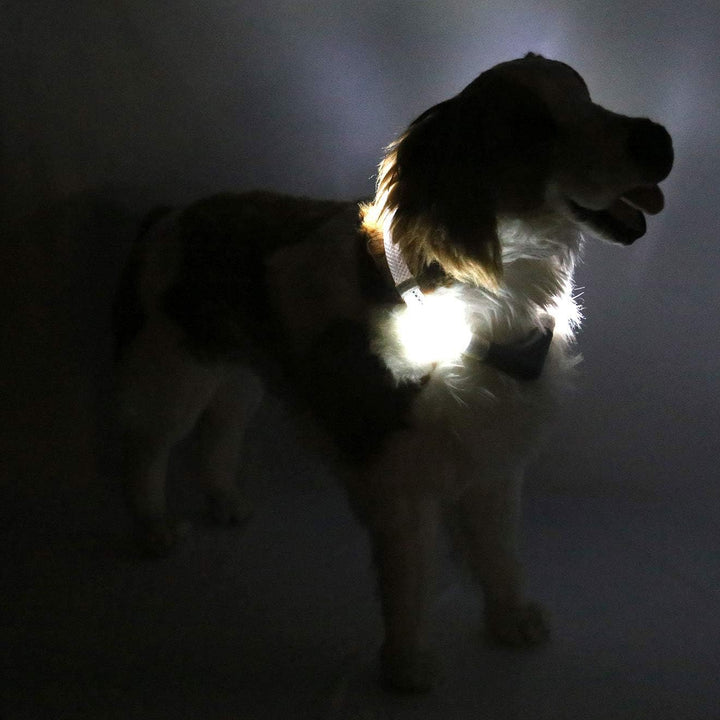 LEUCHTIE® Leuchthalsband Plus weiss Grösse 45 I LED Halsband für Hunde I 100 h Leuchtdauer I wasserd