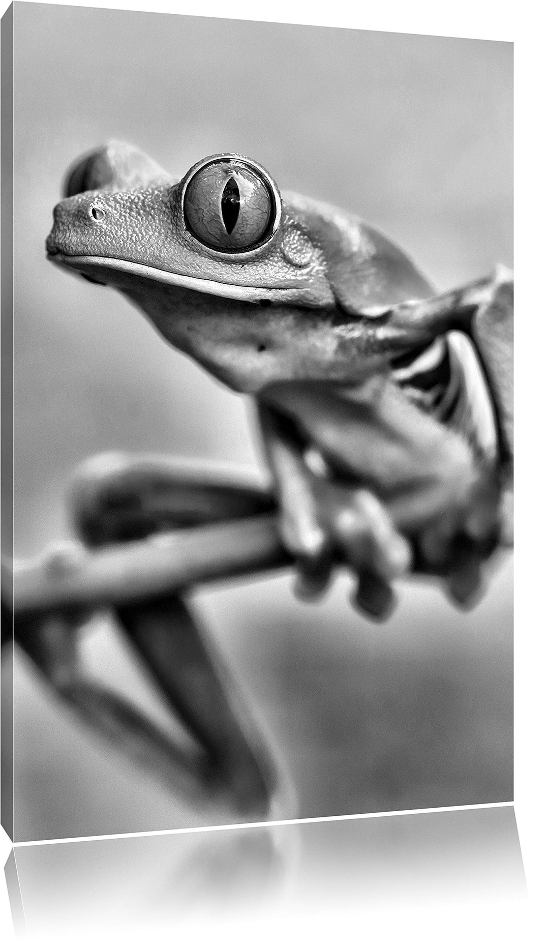 Pixxprint Grüner Frosch auf AST als Leinwandbild | Grösse: 100x70 cm | Wandbild | Kunstdruck | ferti
