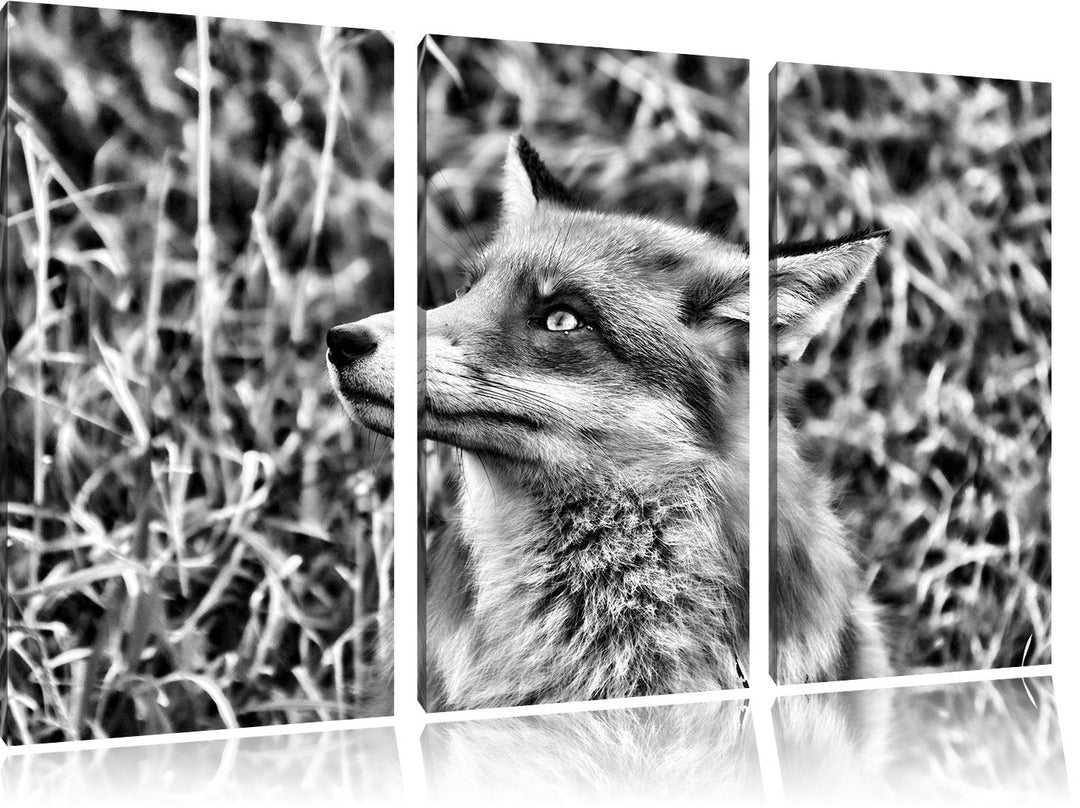 Pixxprint prächtige Waldohreule als Leinwandbild/Grösse: 3 Teilig (120x80) cm/Wandbild/Kunstdruck/fe