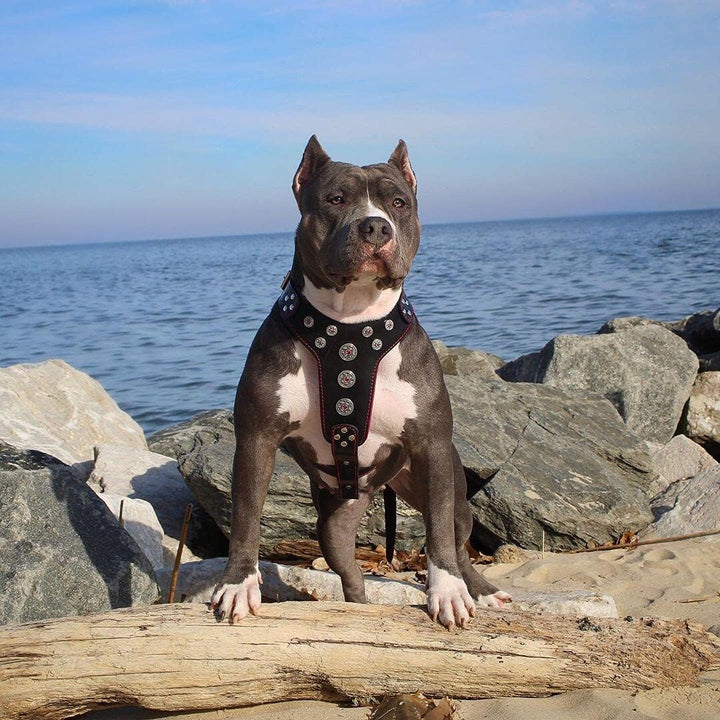 Bestia Bijou Hundegeschirr aus echtem Leder mit Nieten für mittelgrosse bis grosse Rassen 60 - 115 c