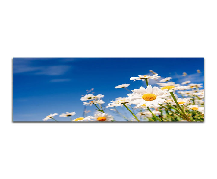 Paul Sinus Art Panoramabild auf Leinwand und Keilrahmen 150x50cm Gänseblümchen Wiese Sommer Himmel