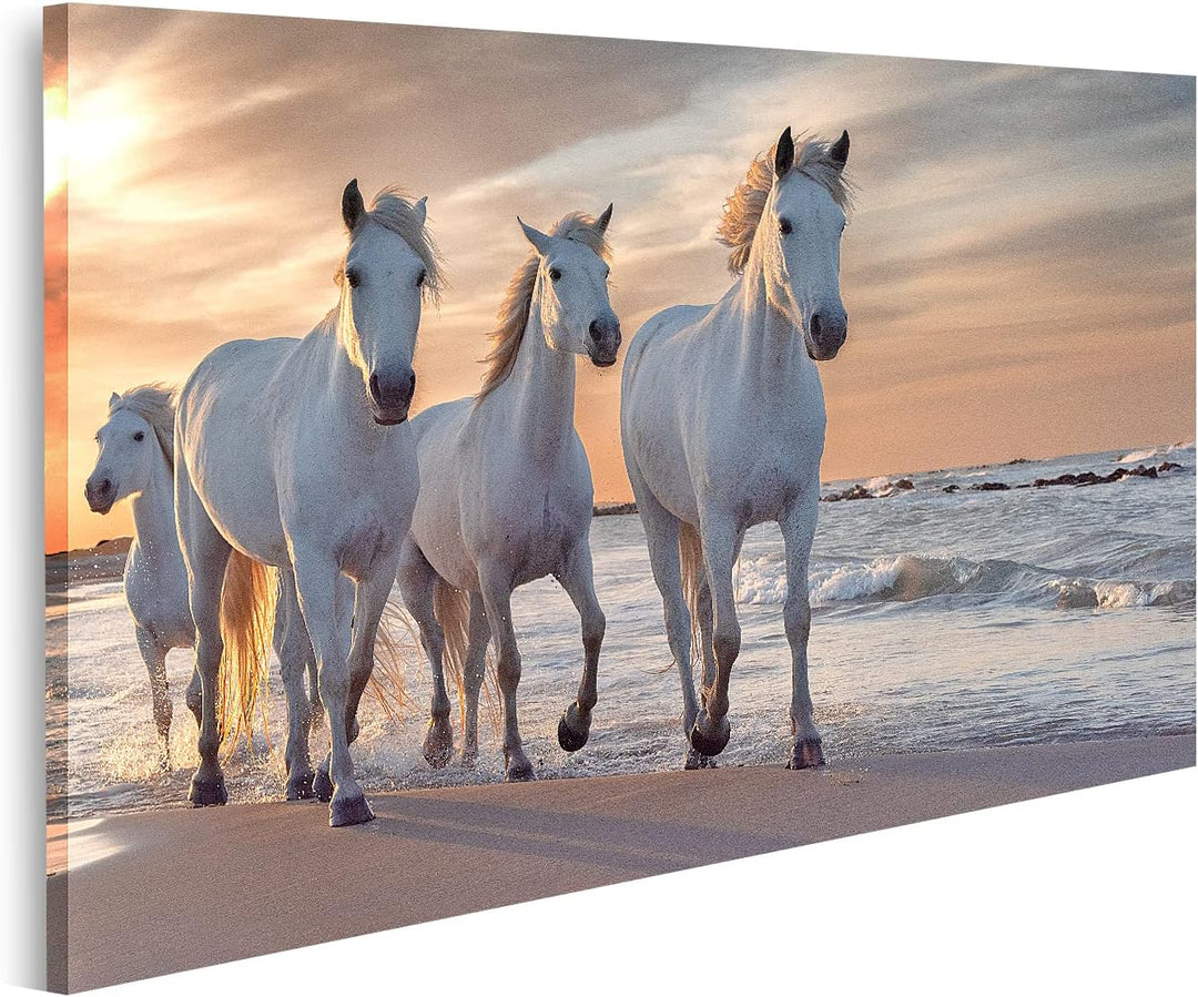 islandburner Bild auf Leinwand Weisse Pferde Camargue Frankreich Herde Bilder Wandbilder Poster Lein