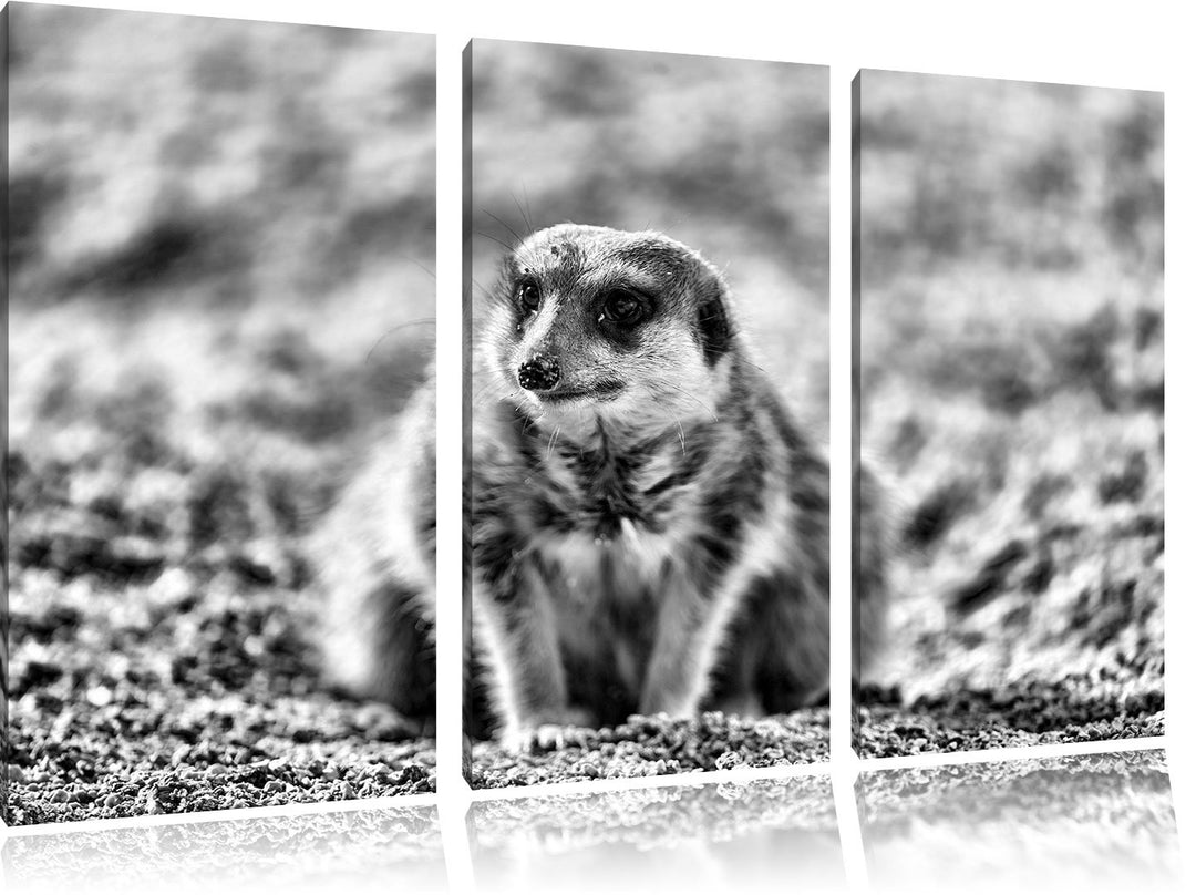 Pixxprint schüchternes Erdmännchen als Leinwandbild | Grösse: 3 Teilig (120x80) | Wandbild| Kunstdru
