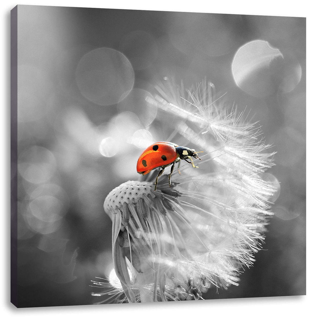 Pixxprint Kleiner Marienkäfer auf Pusteblume schwarz/weiss, Format: 70x70 auf Leinwand, 70x70