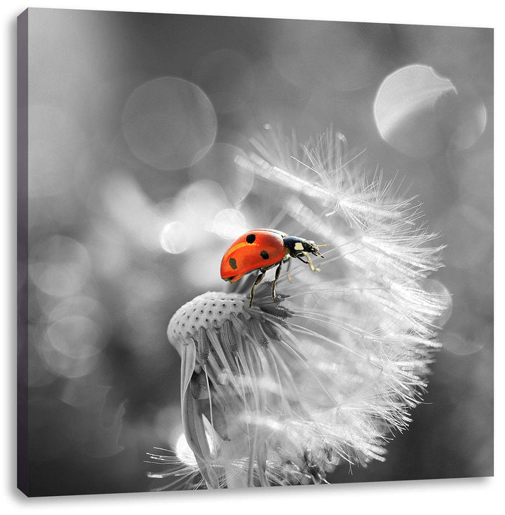 Pixxprint Kleiner Marienkäfer auf Pusteblume schwarz/weiss, Format: 70x70 auf Leinwand, 70x70