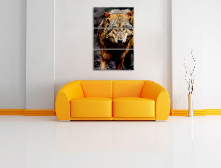 scheuer Wolf Spezial 3-Teiler Leinwandbild 120x80 Bild auf Leinwand, XXL riesige Bilder fertig gerah