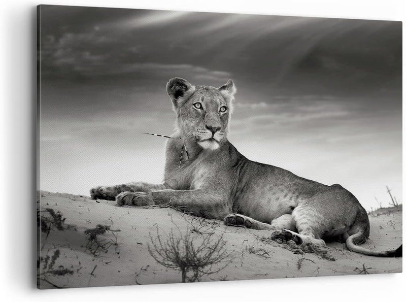 Bilder auf Leinwand 100x70cm Leinwandbild Tierwelt weiblich katze Tier Gross Wanddeko Bild Schlafzim