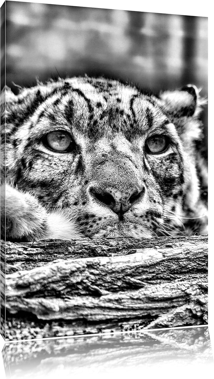 Monocrome, Schneeloepard, Format: 100x70 auf Leinwand, XXL riesige Bilder fertig gerahmt mit Keilrah