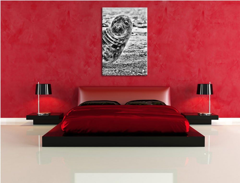 Pixxprint Robbe an Kiesstrand als Leinwandbild/Grösse: 100x70 cm/Wandbild/Kunstdruck/fertig bespannt