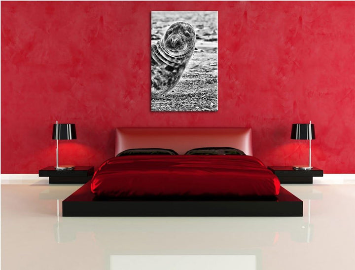 Pixxprint Robbe an Kiesstrand als Leinwandbild/Grösse: 100x70 cm/Wandbild/Kunstdruck/fertig bespannt