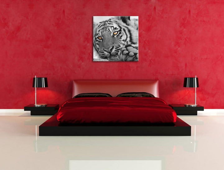 Pixxprint entspannter Tiger schwarz/weiss, Format: 70x70 auf Leinwand, 70x70