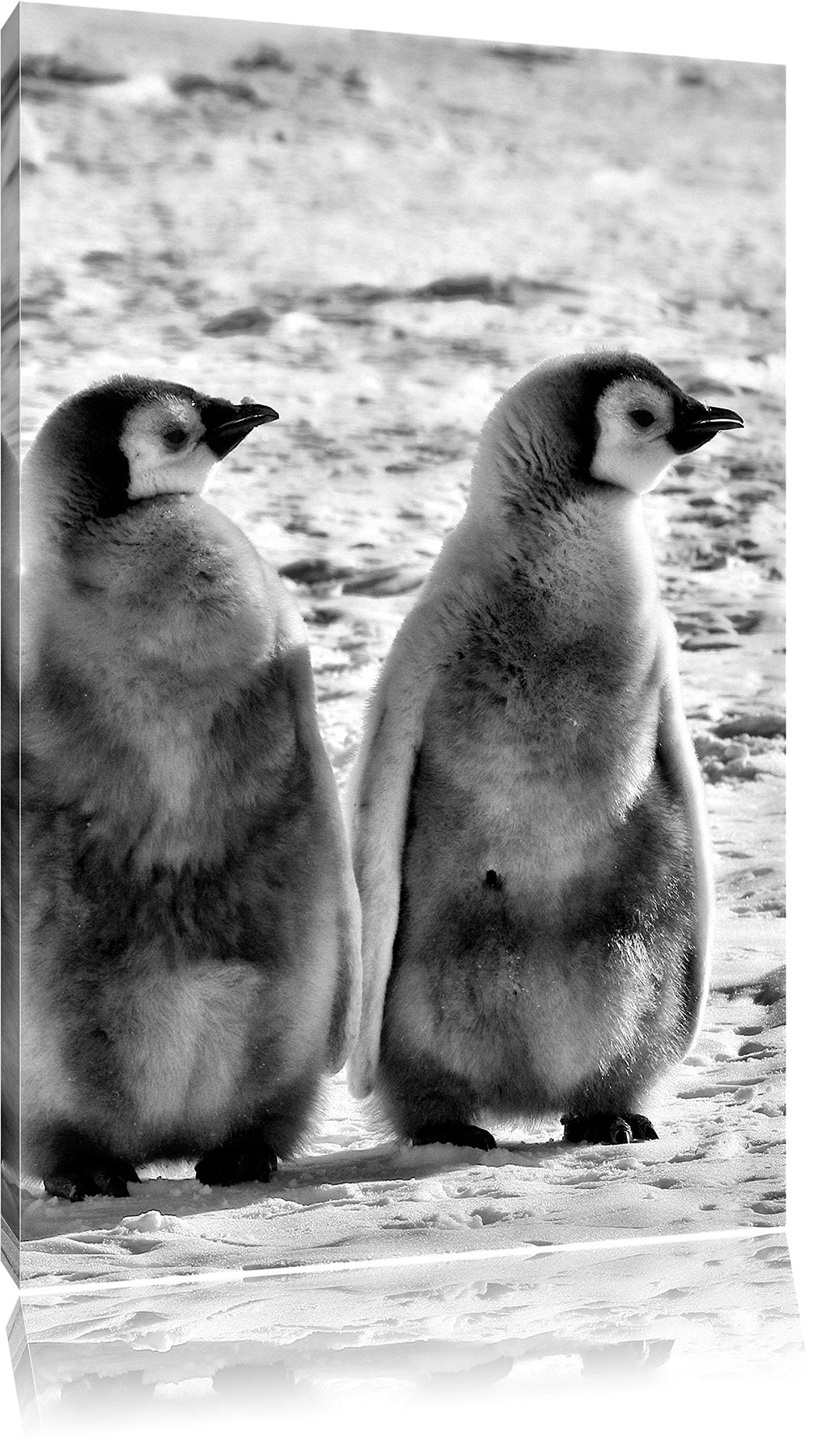 Pixxprint Kaiserpinguin-Küken/Format: 100x70cm / Leinwandbild fertig bespannt Wandbild Kunstdruck, 1