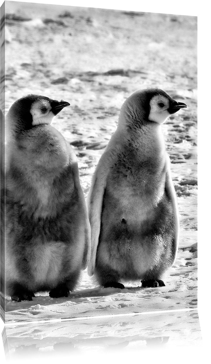 Pixxprint Kaiserpinguin-Küken/Format: 100x70cm / Leinwandbild fertig bespannt Wandbild Kunstdruck, 1