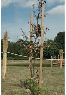 Gartenwelt Riegelsberger Pfahl Ø 4,6 cm Länge 150 cm 5 Stück Holzpfahl Kiefer imprägniert Kiefernhol