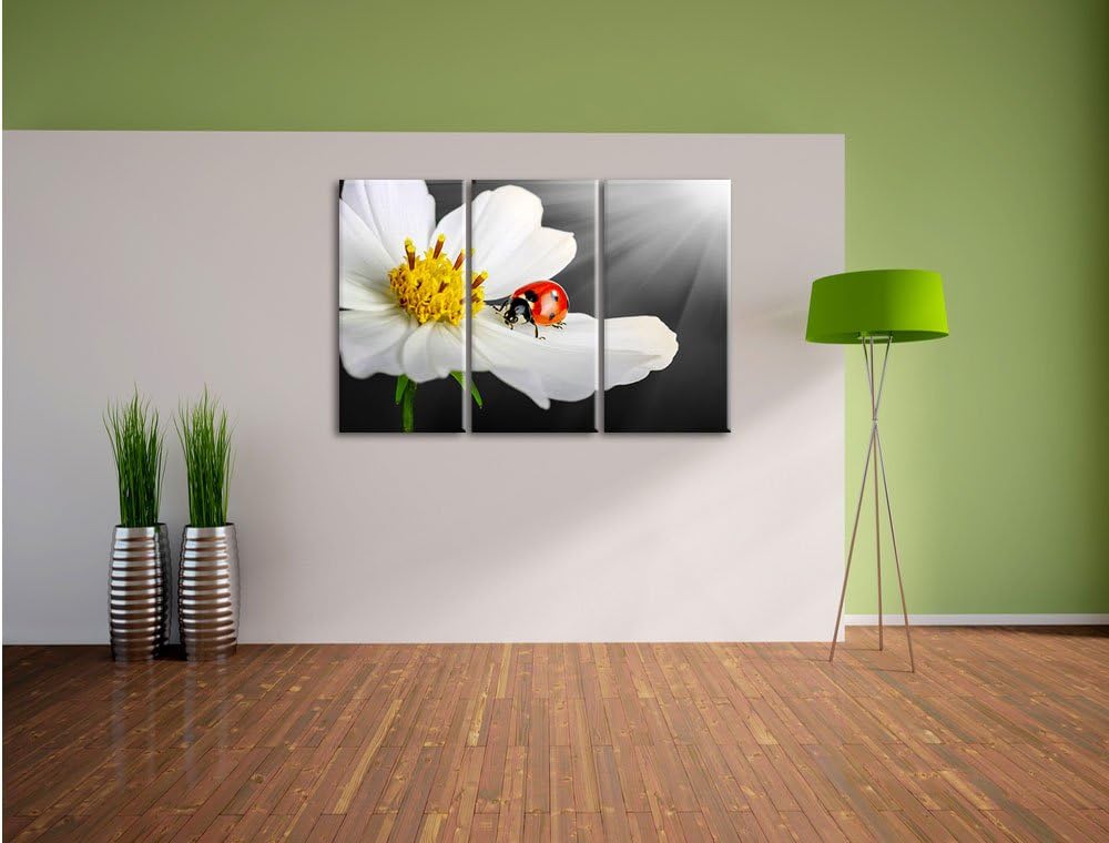 Pixxprint Marienkäfer auf Einer weissen Blume als Leinwandbild/Grösse: 3 Teilig (120x80) cm/Wandbild