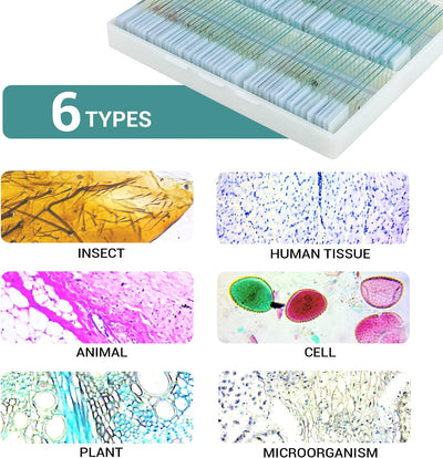 100P Mikroskop Objektträger mit biologischen Proben, Insekten Pflanzen menschliche Zelle für Labor B