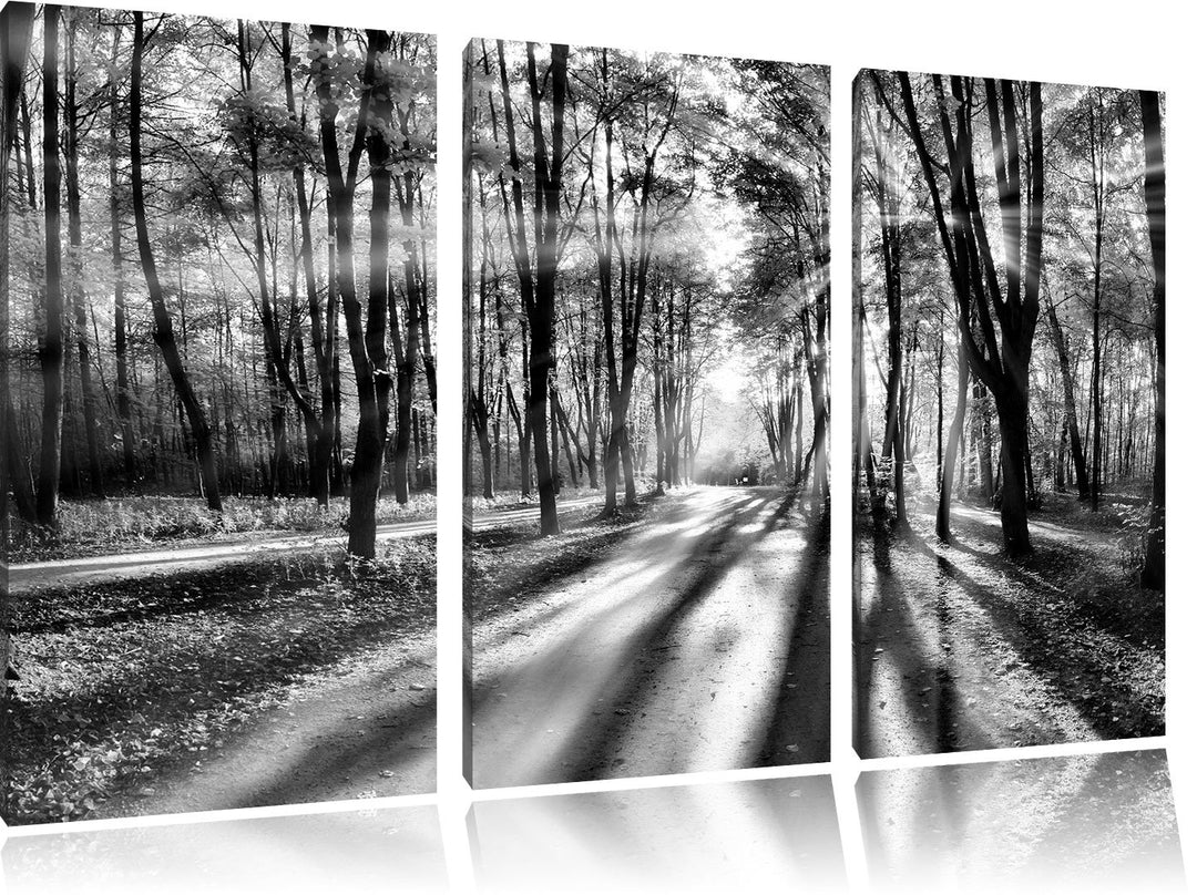 Pixxprint Baumallee im Herbst als Leinwandbild/Grösse: 3 Teilig (120x80 cm) cm/Wandbild/Kunstdruck/f