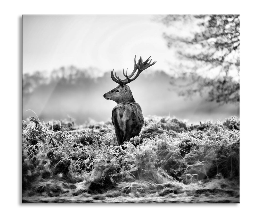 Stolzer Hirsch Herdabdeckplatte & Spritzschutz aus Echtglas | Für Herd-Kochfelder | 60x52 cm