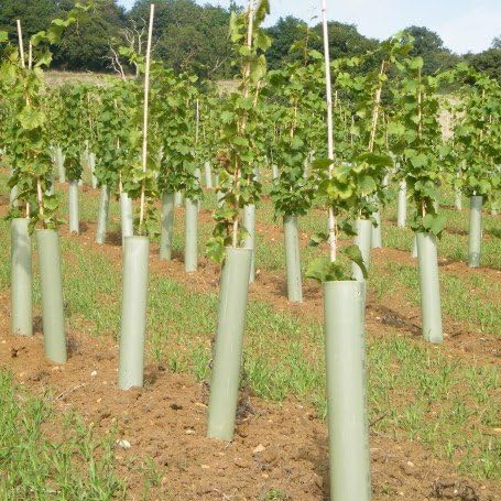 Tubex Vine Original, Rebschutzröhre 60cm, Ø 90-110mm, grün, Rebschutz-/Wuchshülle für den Weinbau (6