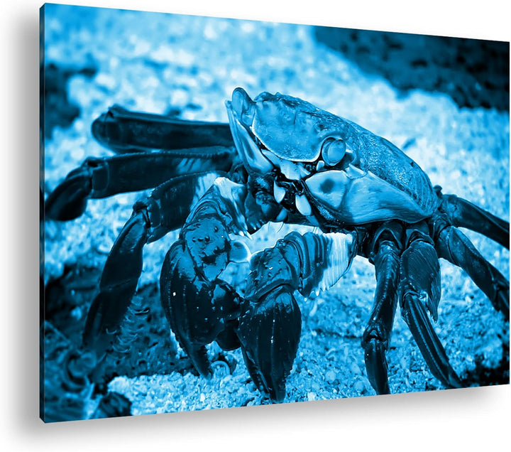 deyoli bunte Krabbe am Strand Format 60x40 Effekt: Monocrome Blau als Leinwandbild, Motiv fertig ger