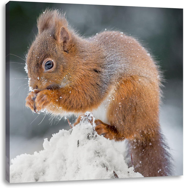 Pixxprint Kleines Eichhörnchen im Winter, Format: 70x70 auf Leinwand, 70x70