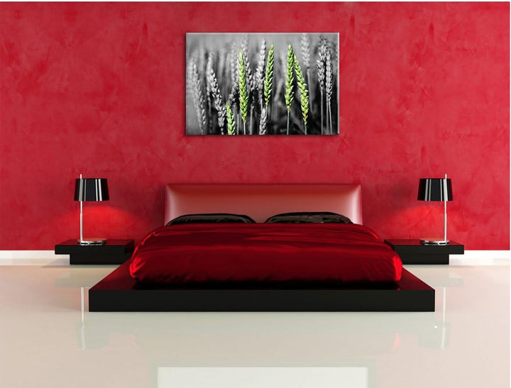 Pixxprint Grüne Weizen auf dem Feld als Leinwandbild/Grösse: 100x70 / Wandbild/Kunstdruck/fertig bes