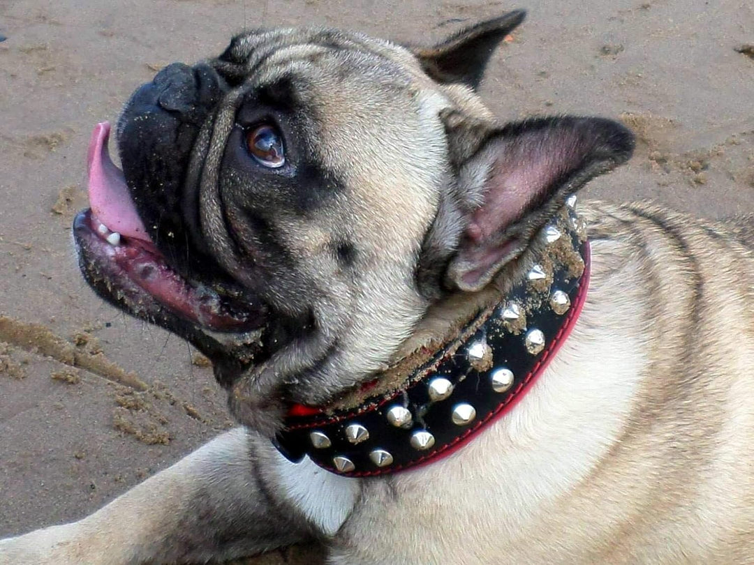 Bestia ''Boston'' Halsband S - passend für einen Hals von 35 - 42,5 cm Schwarz & Rot, S - passend fü