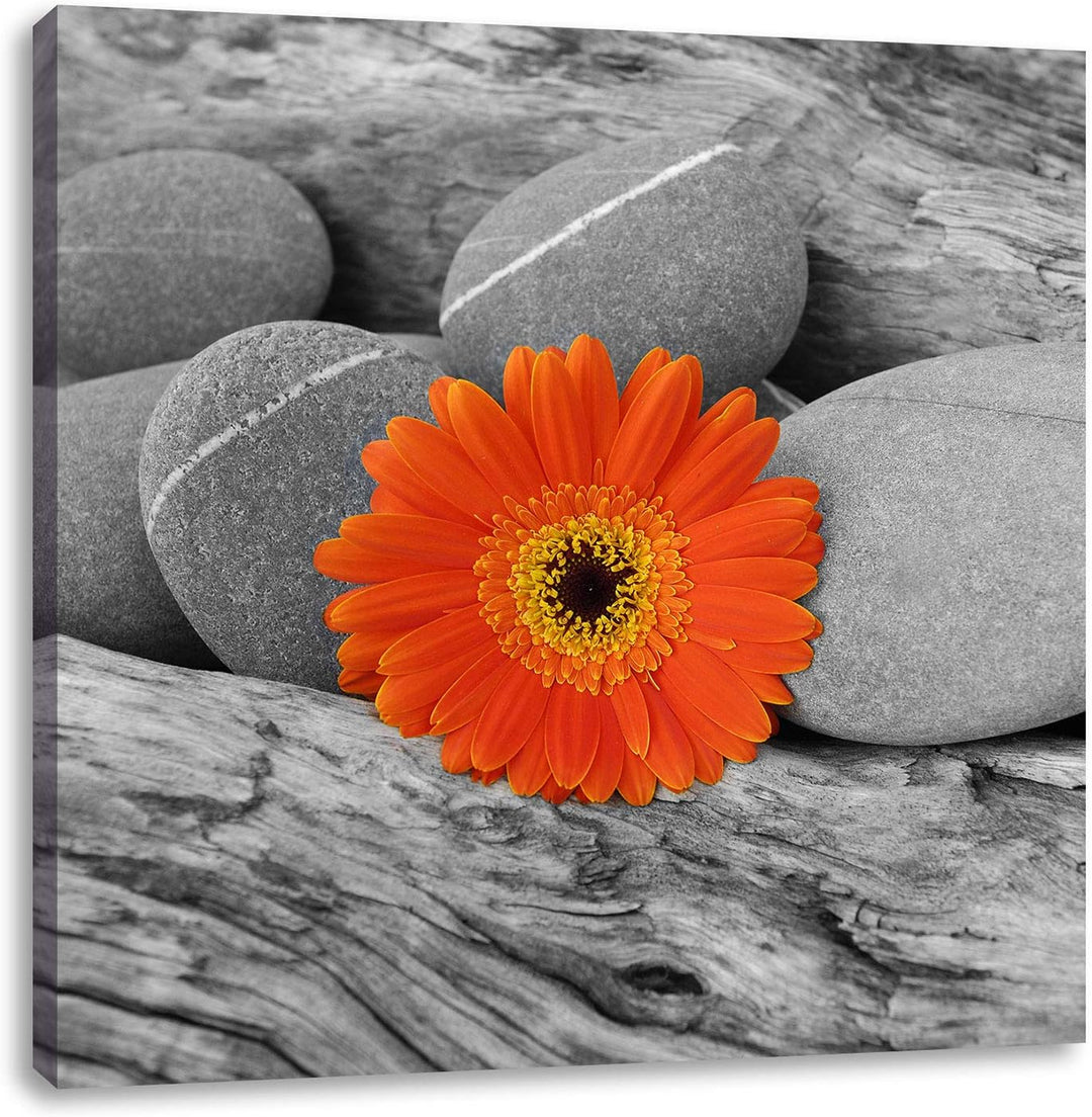 Pixxprint Gerbera zwischen Zen Steinen als Leinwandbild/Grösse: 70x70 cm/Wandbild/Kunstdruck/fertig