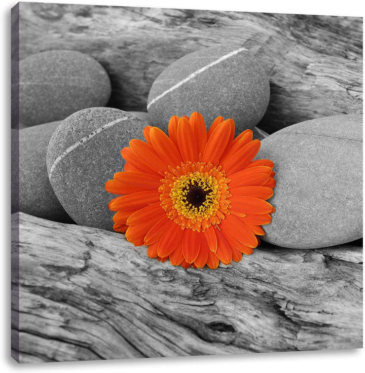 Pixxprint Gerbera zwischen Zen Steinen als Leinwandbild/Grösse: 70x70 cm/Wandbild/Kunstdruck/fertig