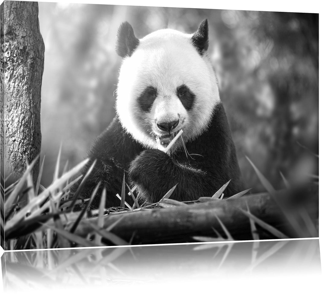 Pixxprint Panda isst Bambus als Leinwandbild/Grösse: 100x70 / Wandbild/Kunstdruck/fertig bespannt, 1